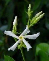 Peppermint Scented Confederate Jasmine, Trachelospermum jasminoides 'Peppermint'